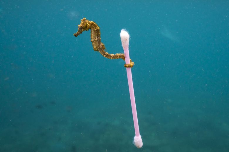 Ρεαλιστική εικόνα ρύπανσης – Ιππόκαμπος κρατάει μια… μπατονέτα