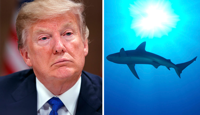 Ο Ντόναλντ Τραμπ σώζει απειλούμενους καρχαρίες με το μίσος του!