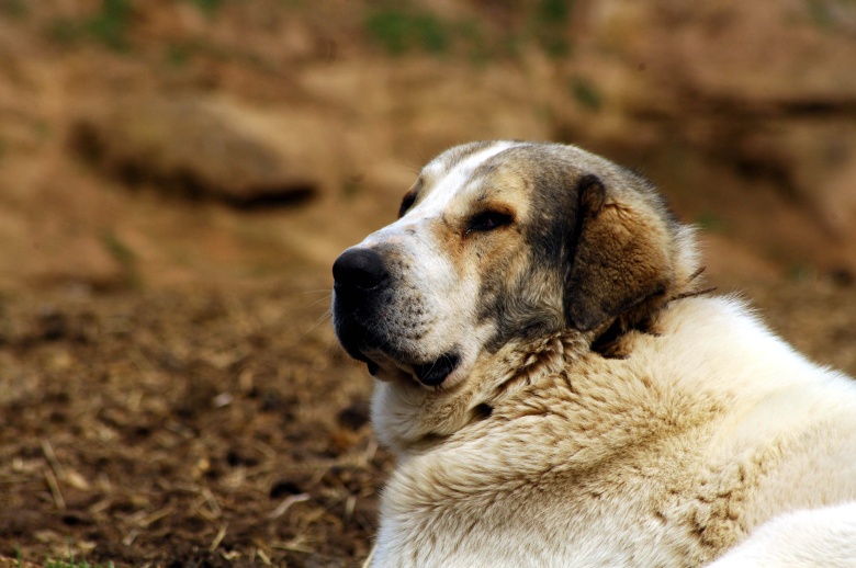 Βαριά «καμπάνα» σε συνταξιούχο για κακοποίηση σκύλου