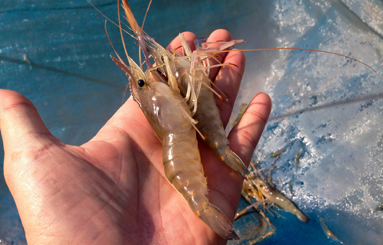 Αφανίζουν τις γαρίδες με την παράνομη αλιεία στον Αμβρακικό