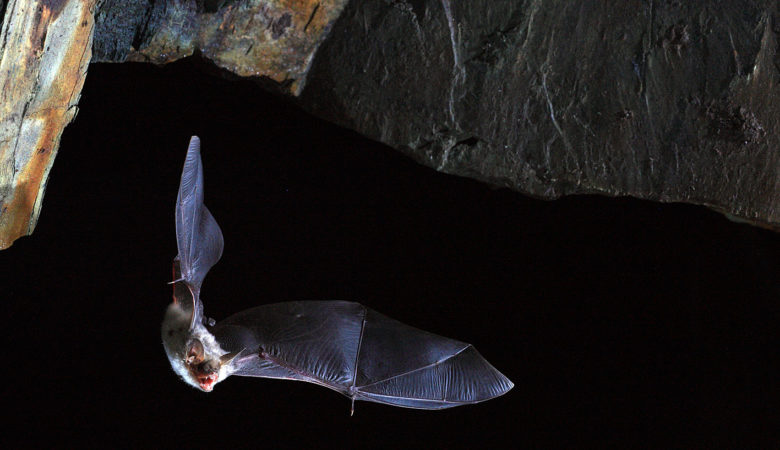 Στις νυχτερίδες το μυστικό της μακροζωίας;