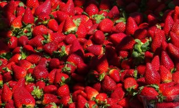 Δυο τόνοι επικίνδυνες φράουλες πιάστηκαν λίγο πριν βγουν στην αγορά