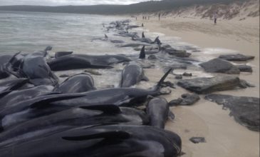 Σοκ στην Αυστραλία: Δεκάδες φάλαινες ξεβράστηκαν νεκρές σε ακτή