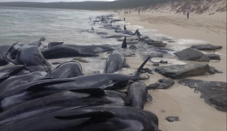 Σοκ στην Αυστραλία: Δεκάδες φάλαινες ξεβράστηκαν νεκρές σε ακτή