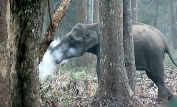 Ο ελέφαντας που «καπνίζει» διχάζει την επιστήμη