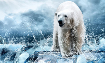 Πού θα δείτε στη Ρωσία αρκούδες και θα… ζήσετε να διηγηθείτε ό,τι ζήσατε