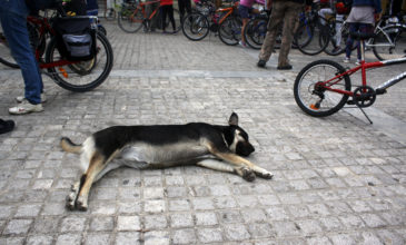 Δήμαρχος επικύρηξε τον δράστη της δηλητηρίασης του σκύλου του