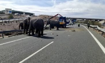 Ελέφαντες περιφέρονταν σε ισπανικό αυτοκινητόδρομο