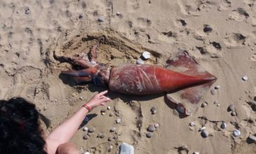 Καλαμάρι έξι κιλών ξεβράστηκε σε παραλία της Κεφαλονιάς