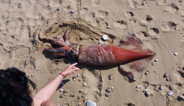 Καλαμάρι έξι κιλών ξεβράστηκε σε παραλία της Κεφαλονιάς