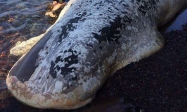 Νεκρή φάλαινα ξεβράστηκε στη Σαντορίνη