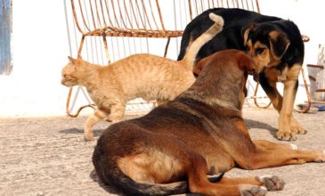 Για φόλες σε αδέσποτα σκυλιά στην Αριδαία κατηγορείται 45χρονος