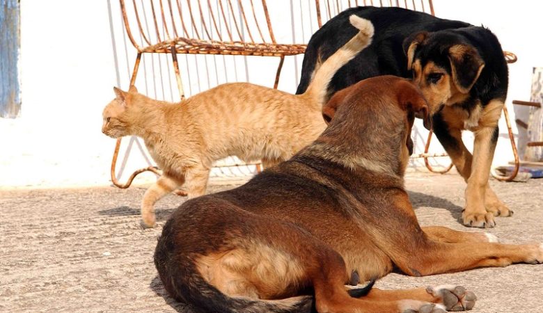Μαζικές θανατώσεις ζώων από φόλες στα Διαβατά Θεσσαλονίκης