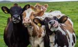 Απίστευτο: Εκπαίδευσαν αγελάδες να πηγαίνουν στην… τουαλέτα – Για ποιον λόγο το έκαναν