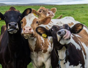 Γιατί οι αγελάδες είναι επικίνδυνες για να ξεκινήσει μία νέα πανδημία