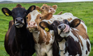 Αγελάδες επισκέπτονται παραλίες γυμνιστών στη Σουηδία λόγω καύσωνα
