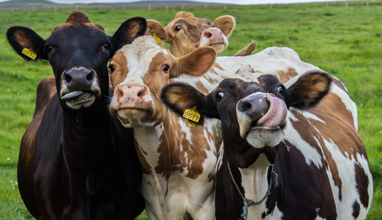 Δημοψήφισμα την Κυριακή στην Ελβετία για τα… κέρατα των αγελάδων