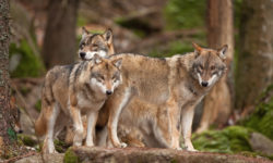 Οι λύκοι βγήκαν… παγανιά στα ορεινά της Φθιώτιδας και της Ευρυτανίας