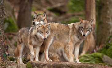 Οι λύκοι επέστρεψαν για τα καλά στην Πάρνηθα, τίθεται θέμα για τα ελάφια
