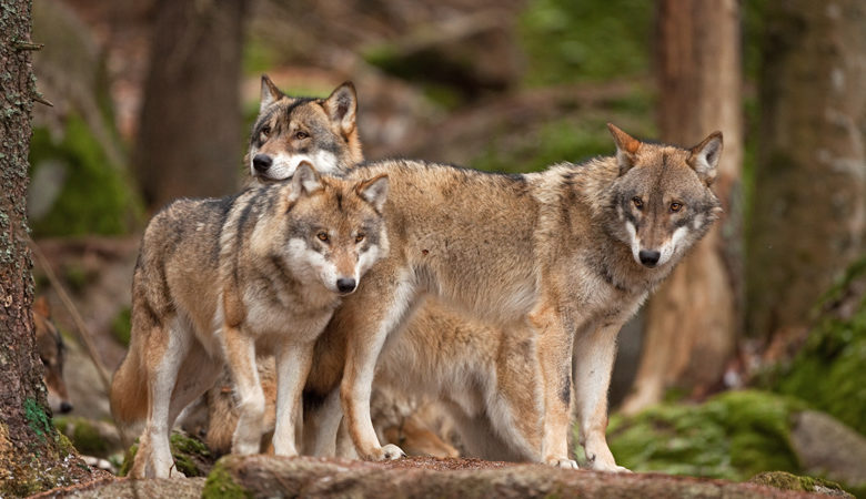 Αυξάνεται ο πληθυσμός των λύκων στην Ελλάδα και κατεβαίνουν σε κατοικημένες περιοχές