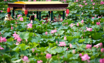 Ολάνθιστος κήπος έγινε ένας χώρος ταφής απορριμμάτων στην Κίνα