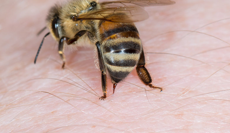 Λήμνος: Σοκ για άνδρα που πέθανε όταν τον τσίμπησαν μέλισσες
