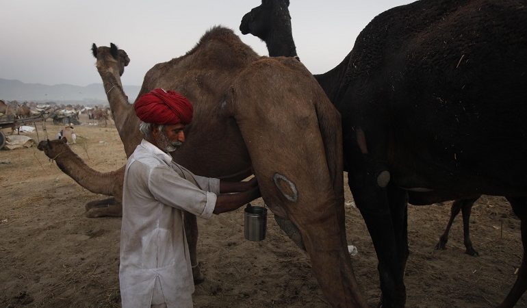 Στην Αυστραλία διψάνε για… γάλα καμήλας