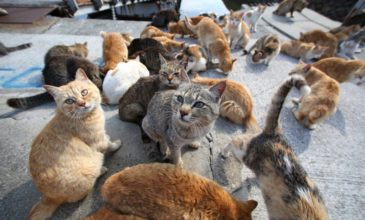 Η Πόλη των Γατών και… Μακρόνησος των Σαμουράι