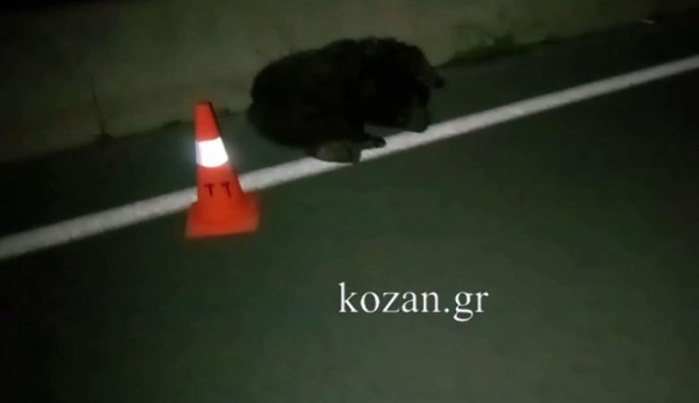 Νεκρό αρκουδάκι σε τροχαίο στο Μαυροδένδρι Κοζάνης