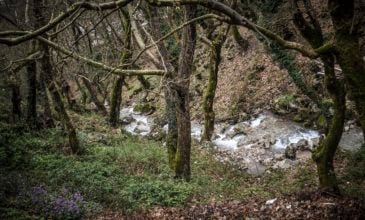 Αλβανοί μάζευαν παράνομα βότανα στα ελληνικά βουνά