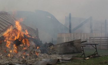 Κάηκαν ζωντανά 130 ζώα σε κτηνοτροφική μονάδα