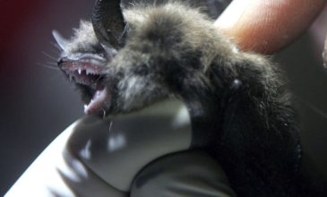 Νυχτερίδες μεταδίδουν σε ανθρώπους θανατηφόρο ιό