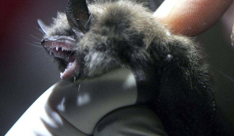 Καμπότζη: Επιστήμονες αναζητούν την προέλευση του κορονοϊού σε νυχτερίδες – Τι έχουν βρει