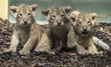 Τρία νεογέννητα λιονταράκια έκαψαν καρδιές στη Φρανκφούρτη