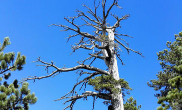 Αυτό είναι το γηραιότερο δέντρο στην Ευρώπη ηλικίας 1.230 ετών