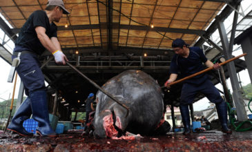 Οργή για Ιάπωνες αλιείς που σκότωσαν 122 έγκυες φάλαινες