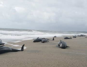 Περίπου 50 φάλαινες-πιλότοι εκβράσθηκαν στις νότιες ακτές της Ισλανδίας