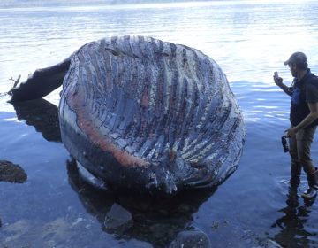 Φάλαινα πέθανε αφού κατάπιε 80 σακούλες