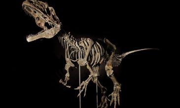 Σκελετός δεινοσαύρου πουλήθηκε 2,3 εκατ. δολαρίων