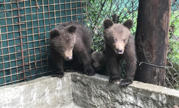 Κάτοικοι βρήκαν πέντε ορφανά αρκουδάκια