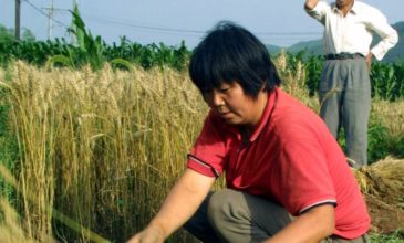 Μειώθηκε κατά 2,2% η φετινή παραγωγή σιτηρών στην Κίνα