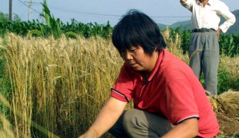 Μειώθηκε κατά 2,2% η φετινή παραγωγή σιτηρών στην Κίνα