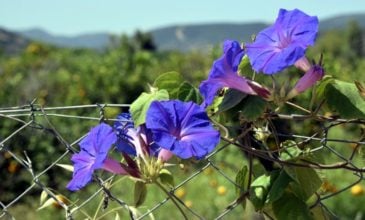 Η κυριακάτικη διάθεση δεν αλλάζει με μια μικρή πτώση θερμοκρασίας