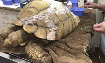 Σπανια χελώνα πέθανε επειδή κατάπιε πλαστικές σακούλες