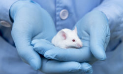 Πώς ερευνητές κατάφεραν να αναζωογονήσουν το ανοσοποιητικό σύστημα σε ηλικιωμένα ποντίκια