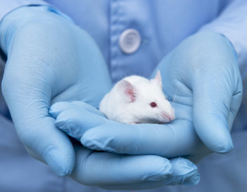 Πώς ερευνητές κατάφεραν να αναζωογονήσουν το ανοσοποιητικό σύστημα σε ηλικιωμένα ποντίκια