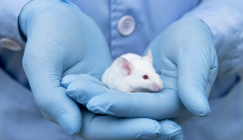 Επιστήμονες επανέφεραν την όραση σε ποντίκια που είχαν τυφλωθεί