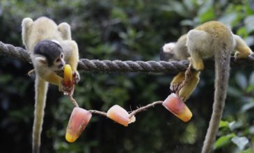 Με… γρανίτες δροσίζονται μαϊμούδες και γορίλες στον ζωολογικό κήπο Λονδίνου!