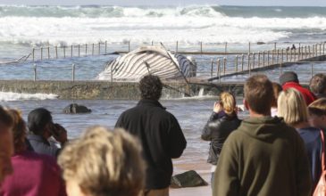 Συναγερμός για τουμπανιασμένο κουφάρι φάλαινας στην Αυστραλία