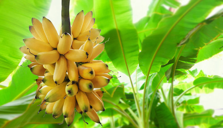 Με εξαφάνιση απειλούνται οι μπανάνες